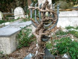 Genoa Menorah